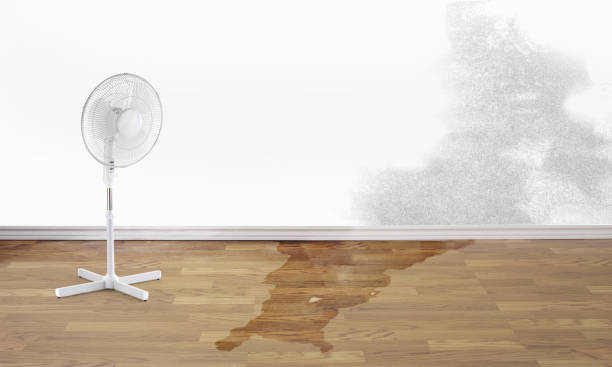 Best Water damage restoration mold remediation  in West Bountiful, UT