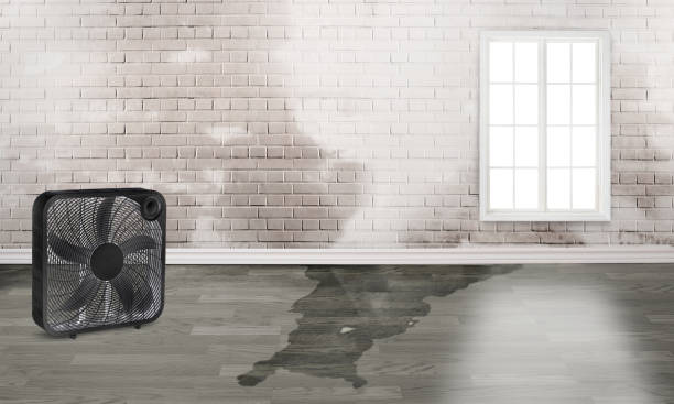 Best Basement water damage restoration  in West Bountiful, UT